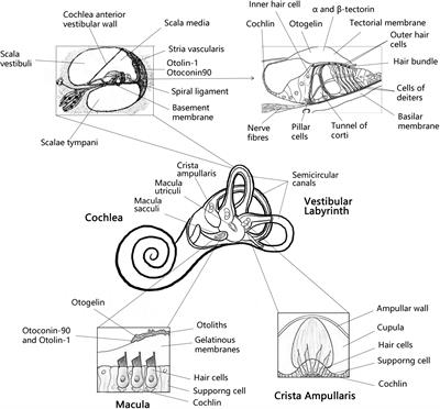 Advances in otolith-related protein research